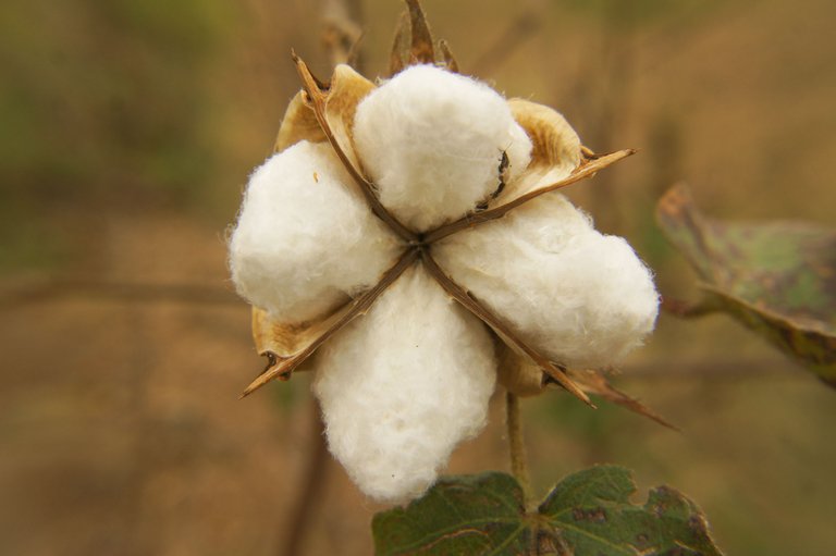 cotton_bud_b.jpg