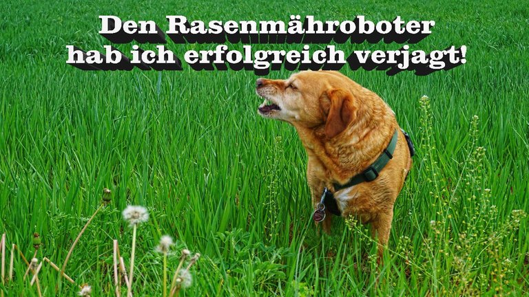 hund1.jpg