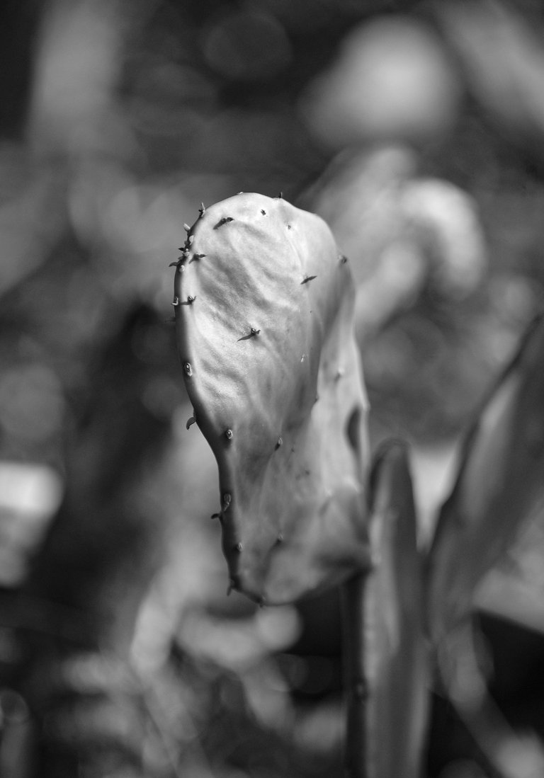 campo 07.jpg
