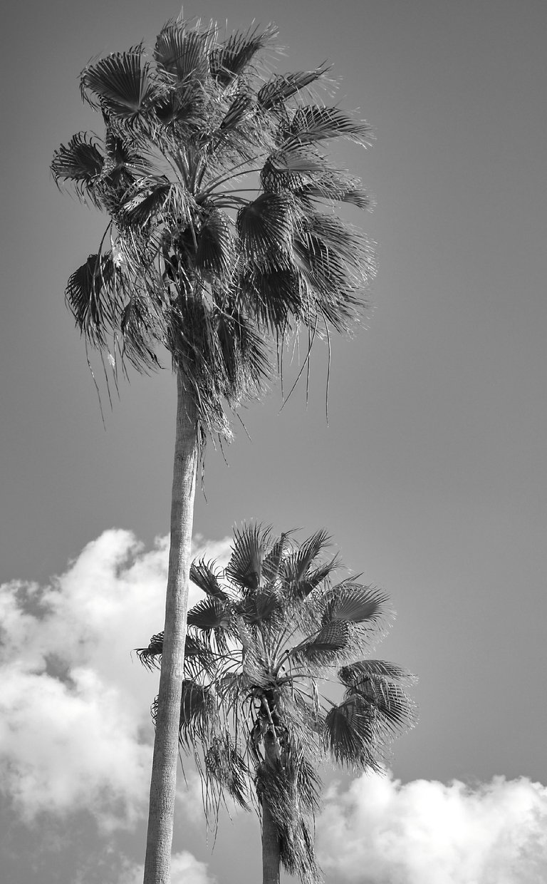 palmas.jpg