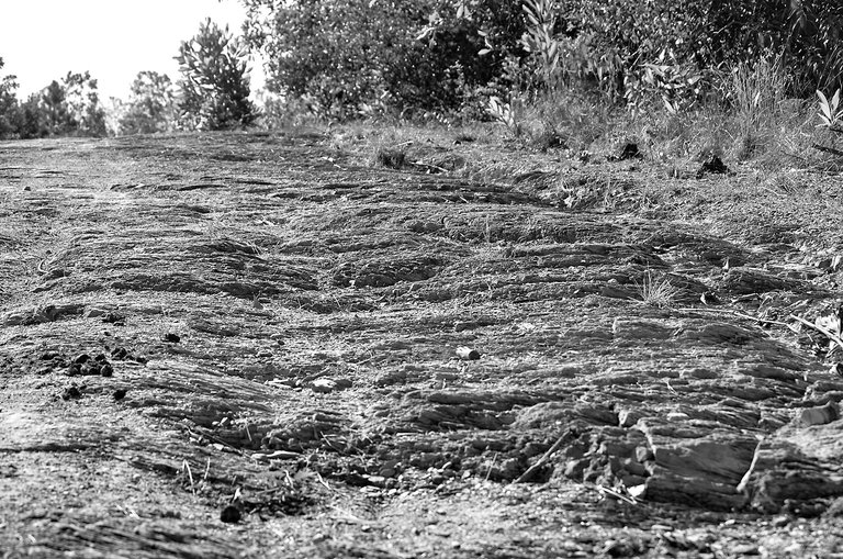 detcampo 07.jpg