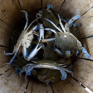 blue-crabs-in-a-bucket-300x300.jpg