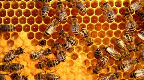 bee-hive-honey-hex-swarm.jpg