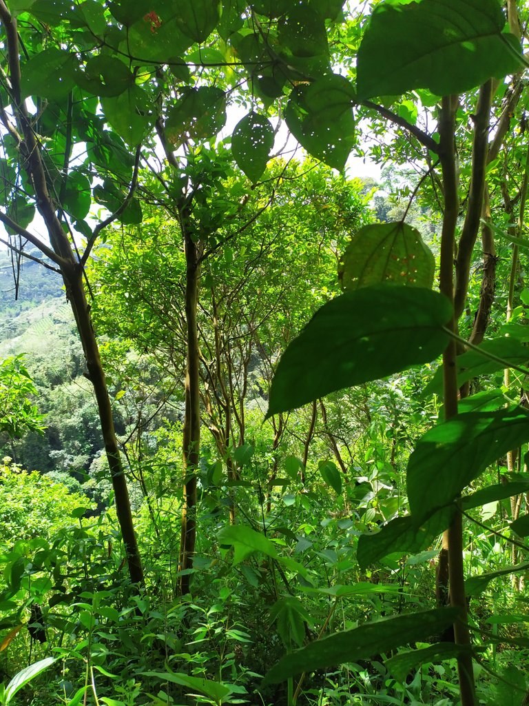 Restauración de bosques agro forestales sostenibles 