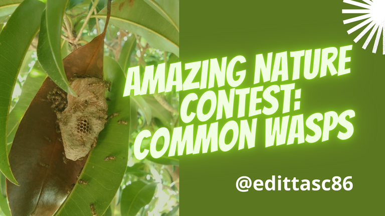 Amazing Nature Contest FREE TOPIC - #1822.png
