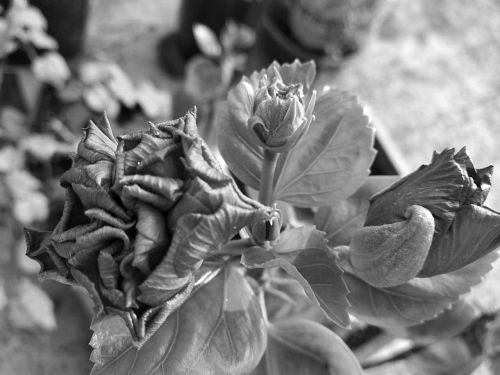 IMG_20210228_071932_black.jpg