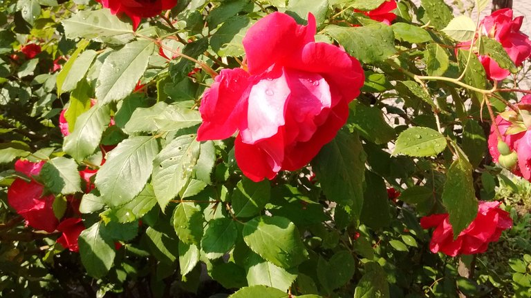 IMG_20210608_101958232+.jpg