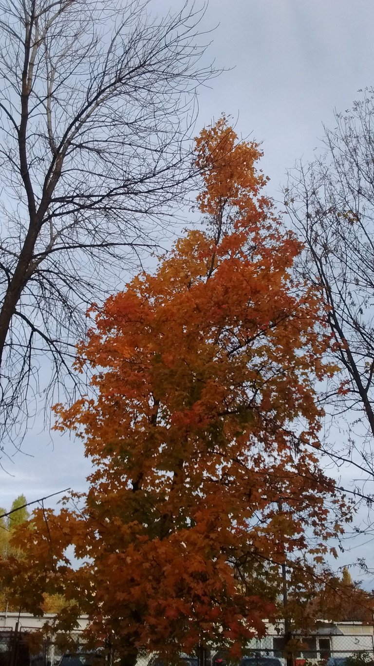IMG_20191106_080505730++.jpg