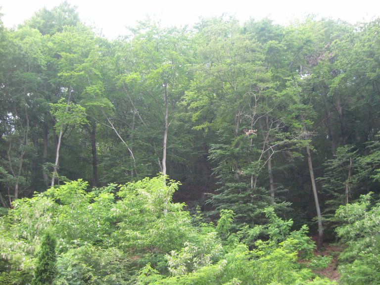 IMG_9096+.JPG