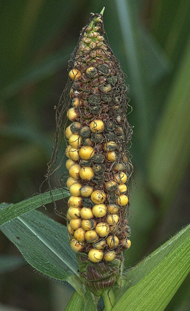 corn-g430a52f0a_1920.jpg