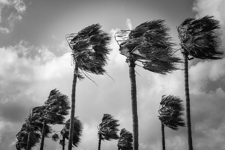 palmtrees4069748__480.jpg