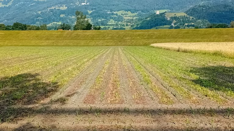 20250623_080457.jpg