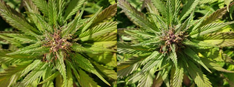 cannacombo1.jpg