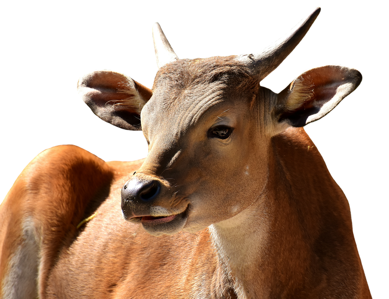 banteng2691409_1280.png