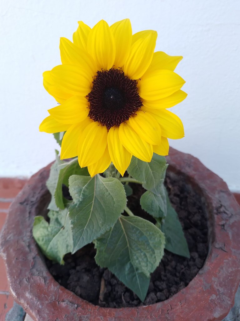 girasol enano.jpg