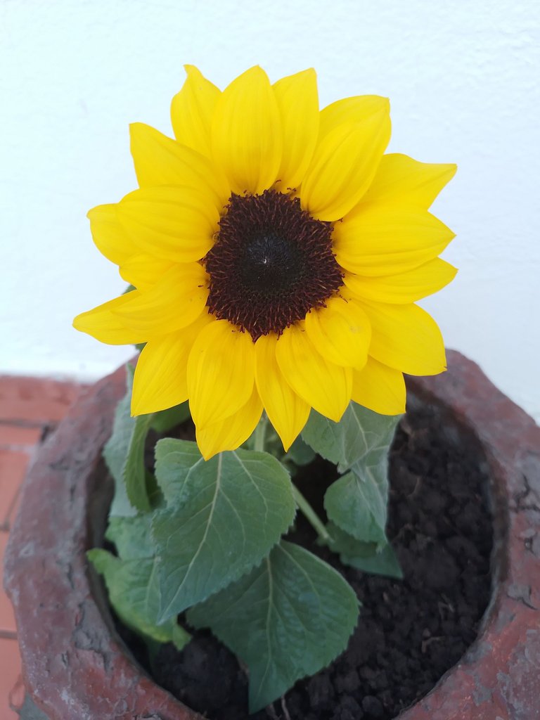 girasol.jpg