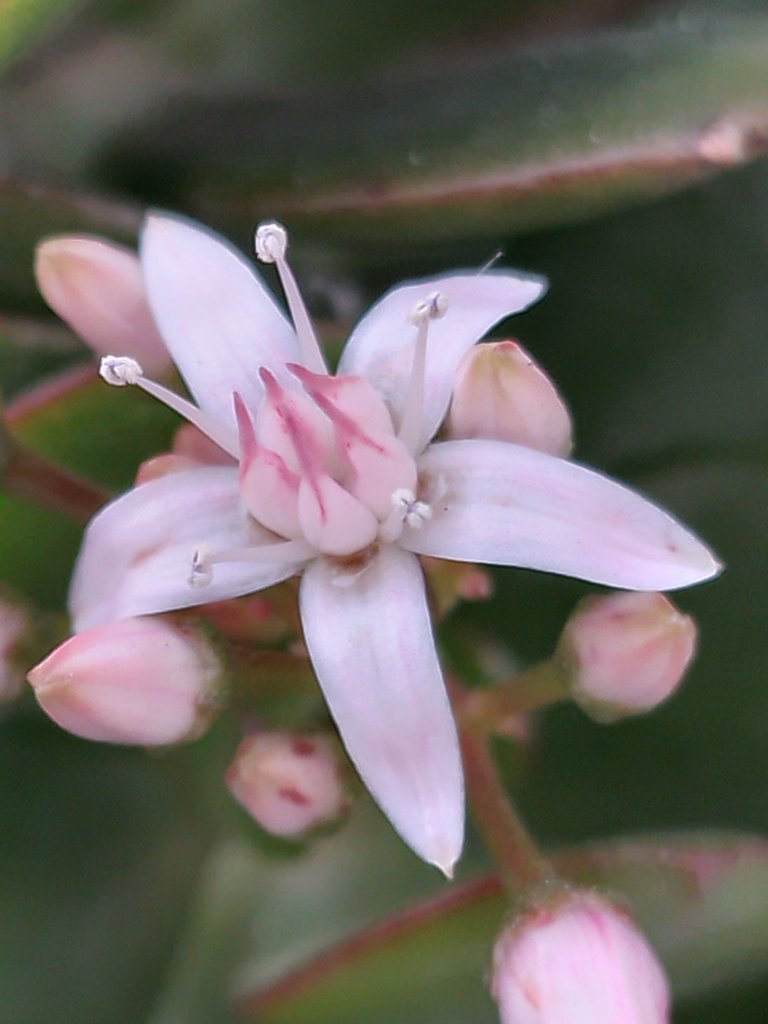 flor de jade.jpg