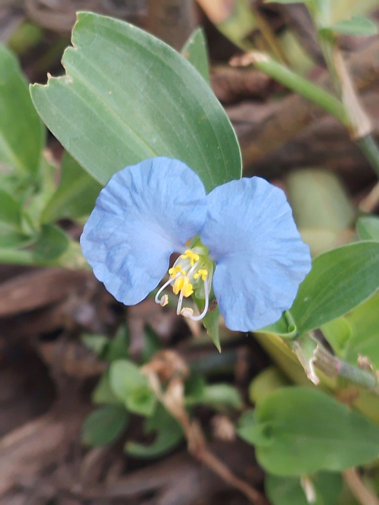 flor de santa lucia2.jpg