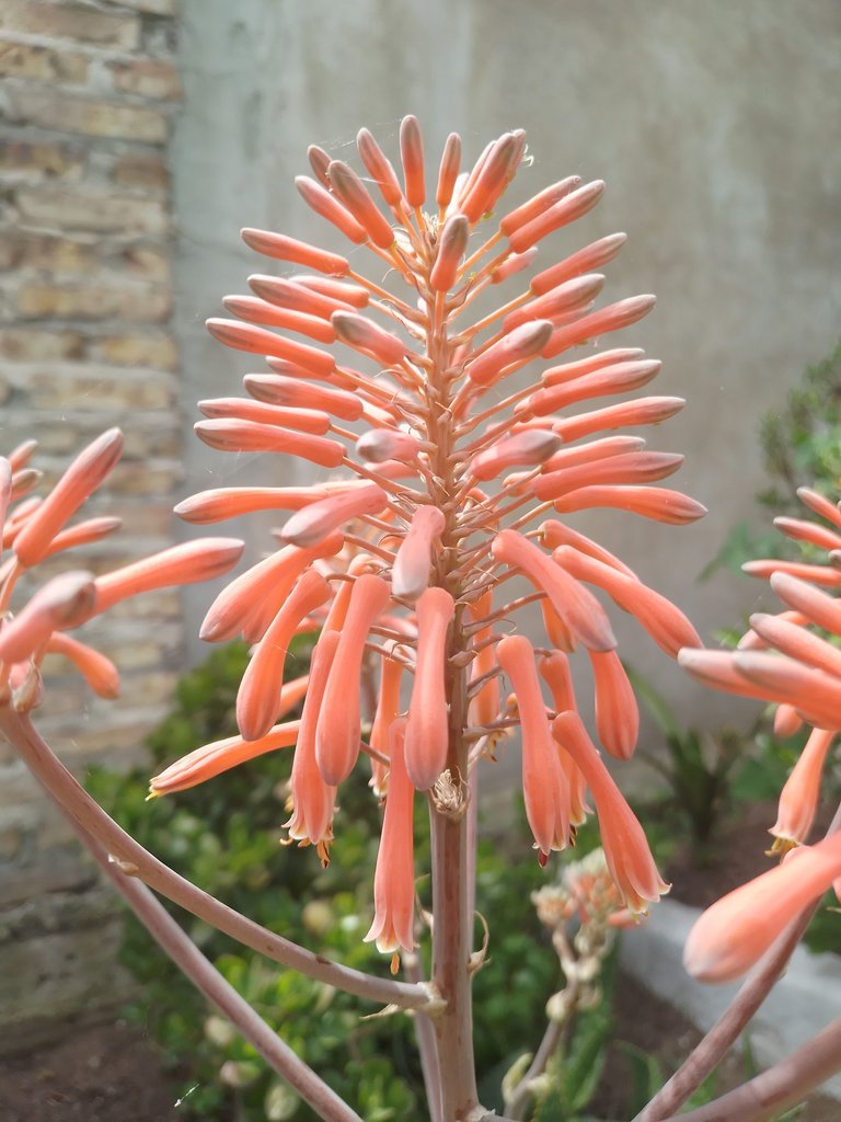 flor de aloe vera.jpg