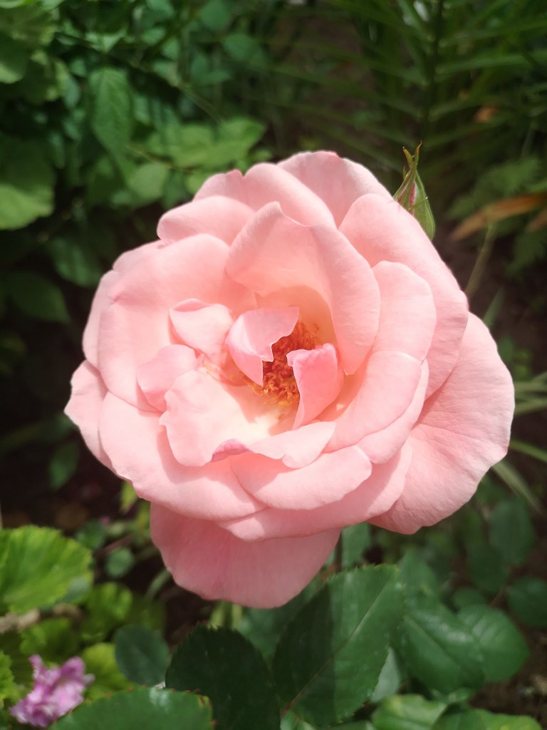 rosa rosa.jpg