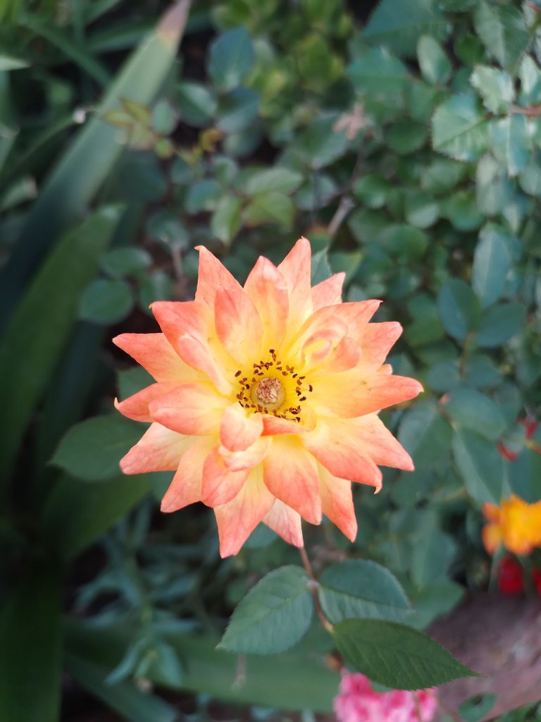 dalia.jpg