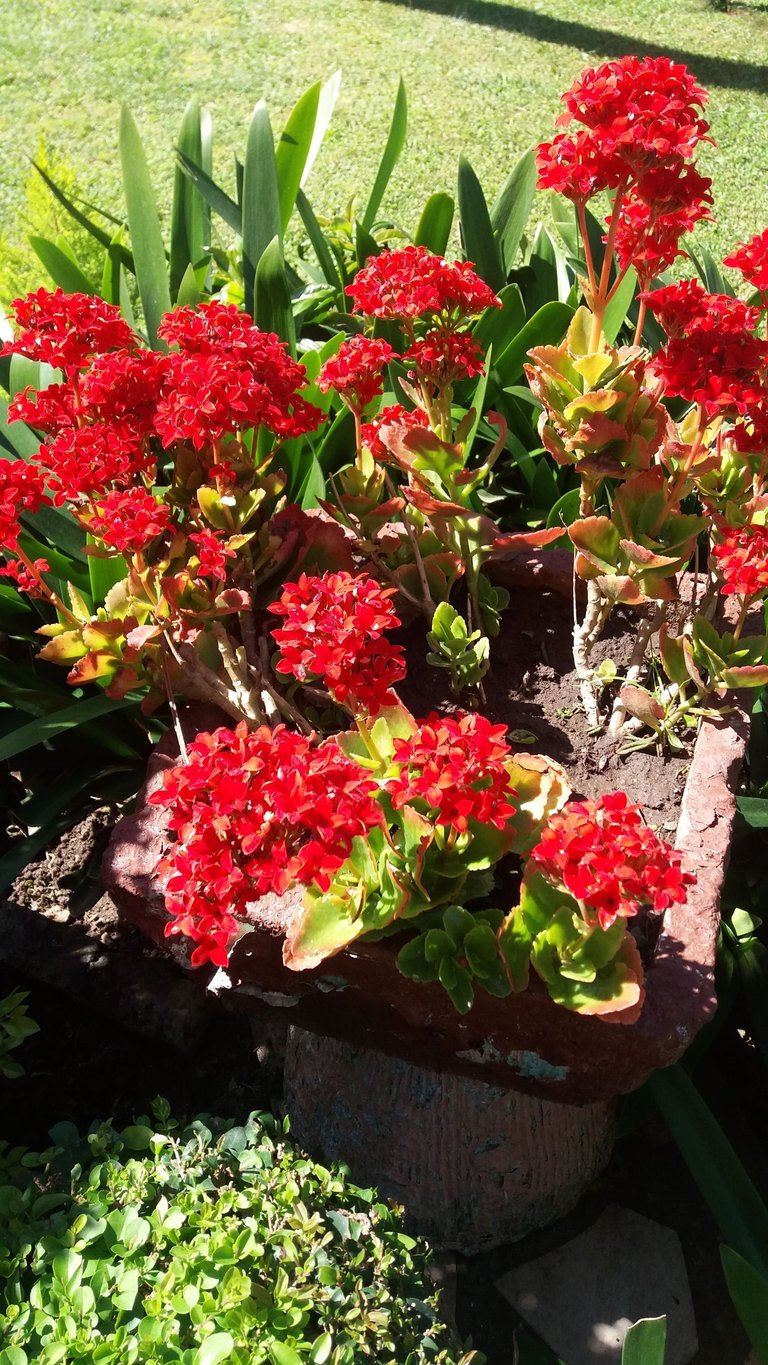 kalanchoe.jpg