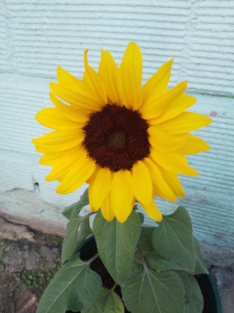 girasol1.jpg