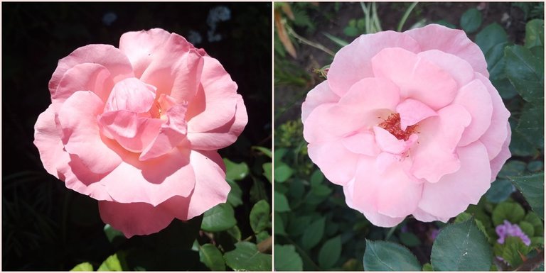 rosa rosa collage.jpg