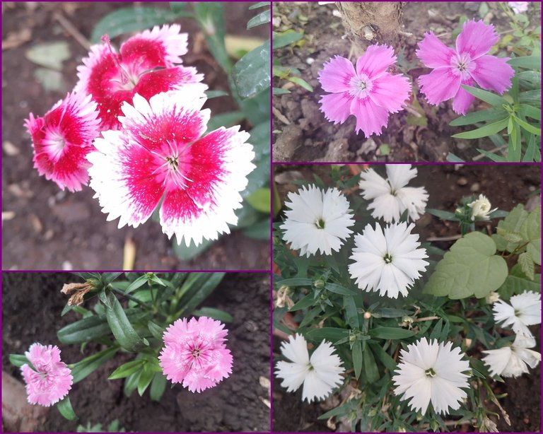 clavelina collage.jpg
