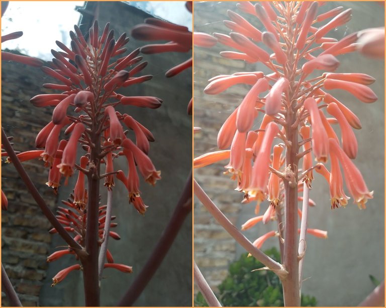 flor de aloe vera collage.jpg