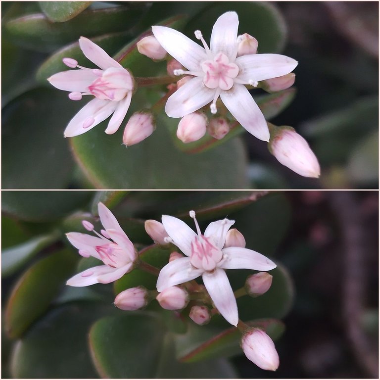 flor de jade collage.jpg