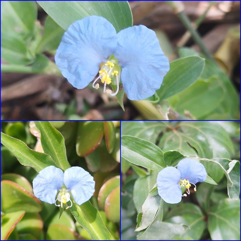 flor de santa lucia collage.jpg