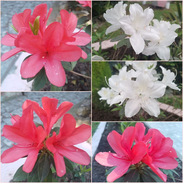 azalea collage.jpg