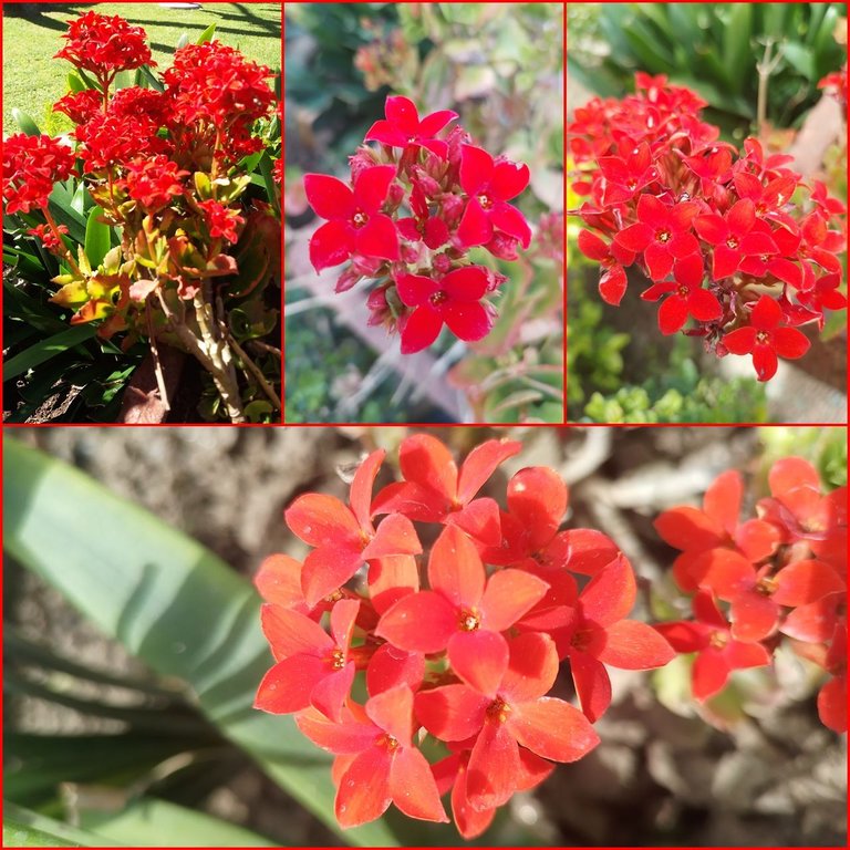 kalanchoe collage.jpg