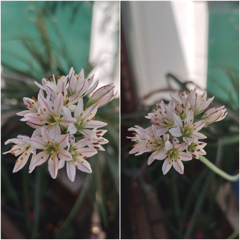 lirio collage.jpg