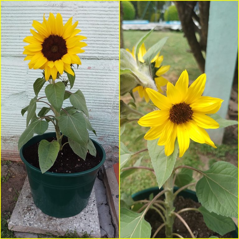 girasol collage.jpg