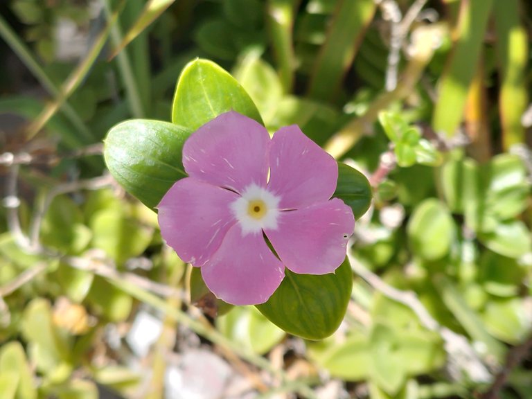 vinca.jpg