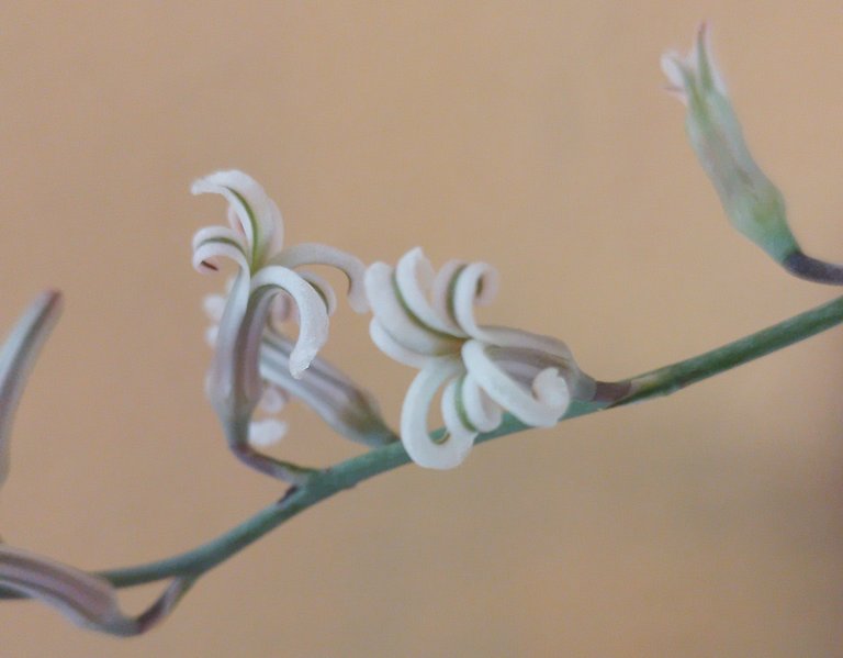 haworthia.jpg