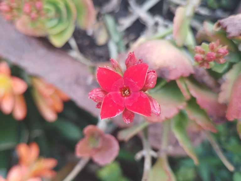 kalanchoe2.jpg