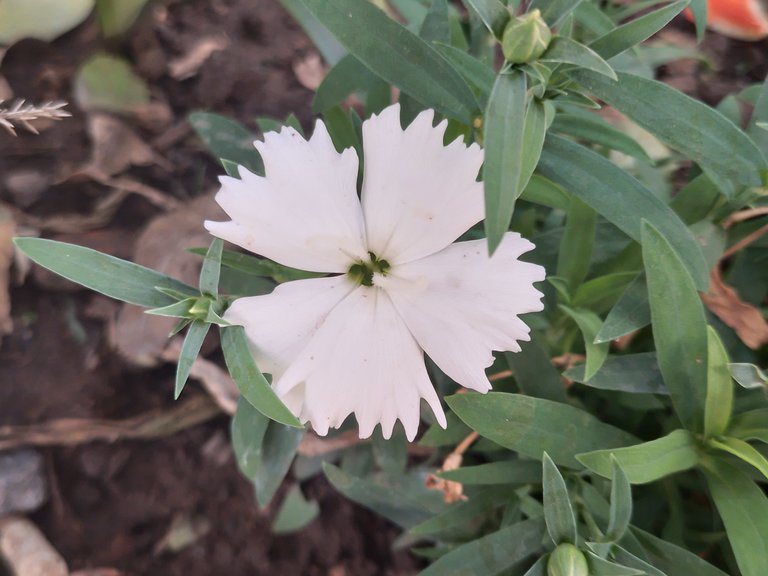 clavelinas blanca.jpg