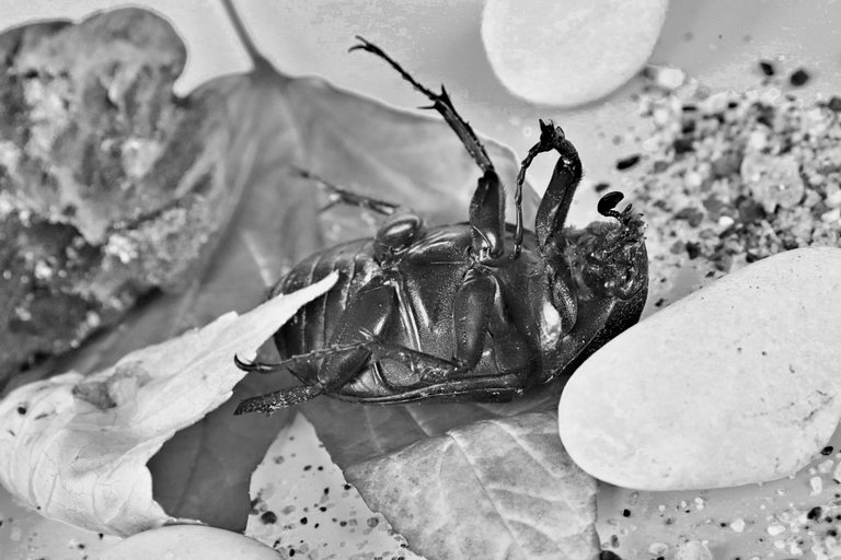 Kumbang Hitam Putih (17).JPG