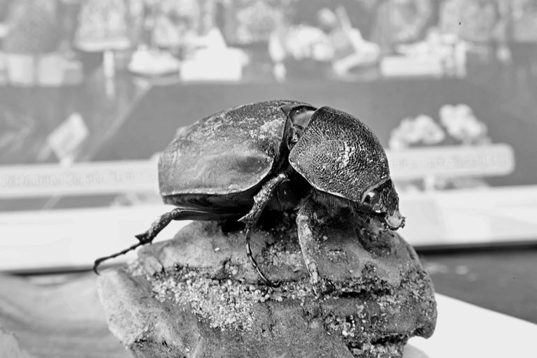 Kumbang Hitam Putih (14).JPG