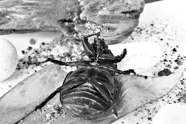 Kumbang Hitam Putih (16).JPG