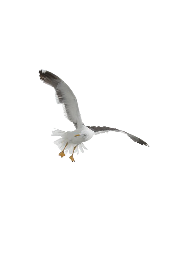 seagull-1643083_1280.png