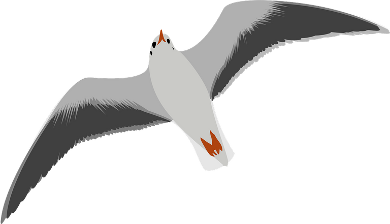 seagull-40261_1280.png