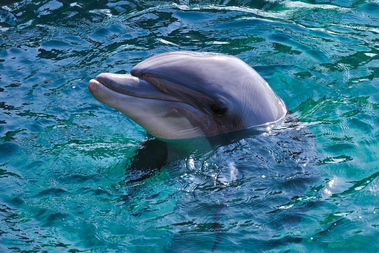 dolphin-4715099_1280.jpg