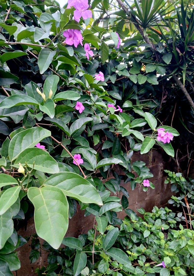 20250709_105933.jpg