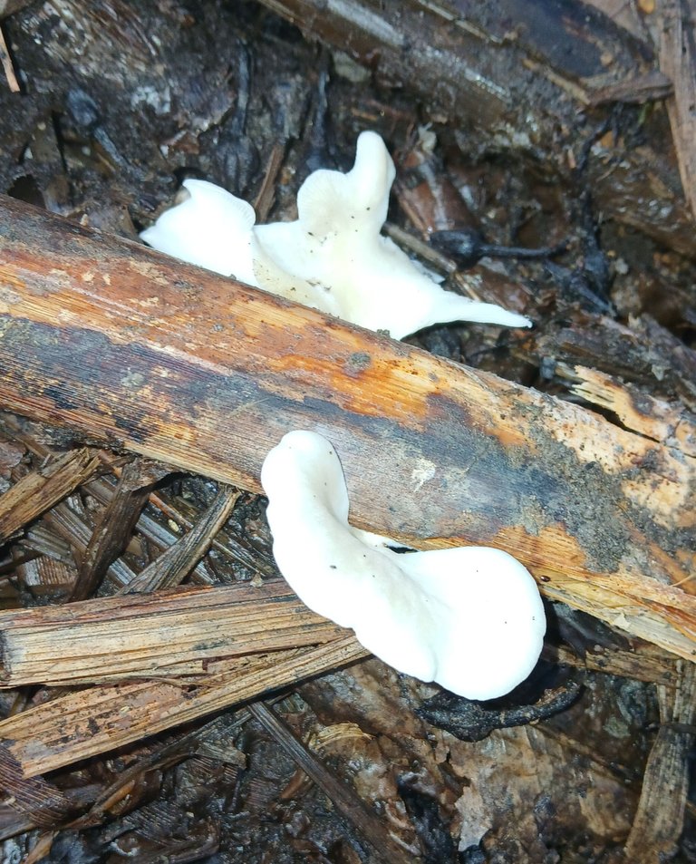 20250828_083033.jpg