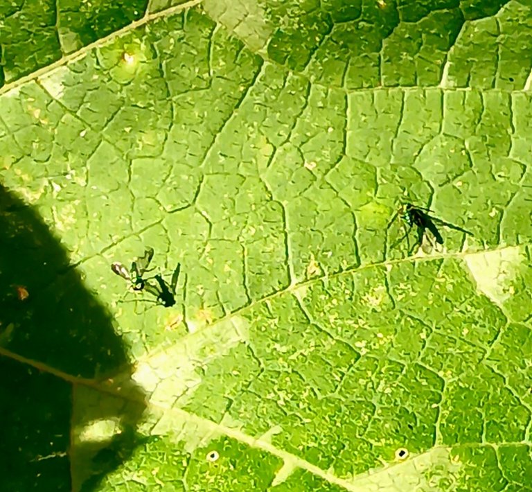20250630_170431(1).jpg