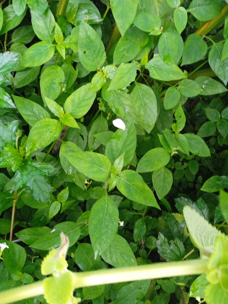 IMG_20220728_110804.jpg